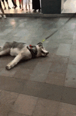 二哈:我是谁?我在哪?