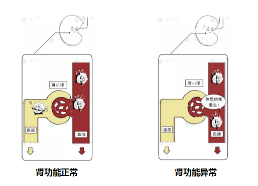 肌酐是肌肉的代谢产物.