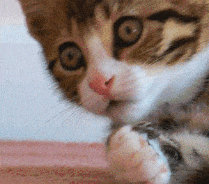 同是狸花猫,为什么别人家的猫就这么炫酷!
