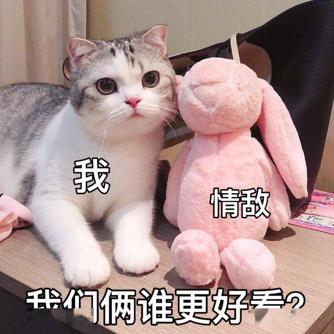 喵喵表情包第七期丨"我只想安静的做一个堕落的富婆"