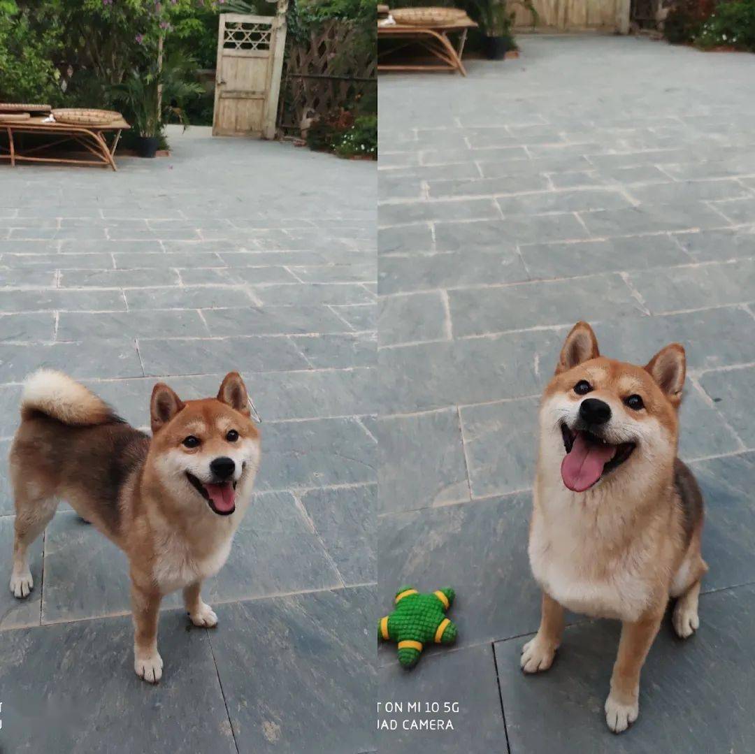 蘑菇屋第一季现况 04af3ea779d54fee8f7382f02a897385.jpeg