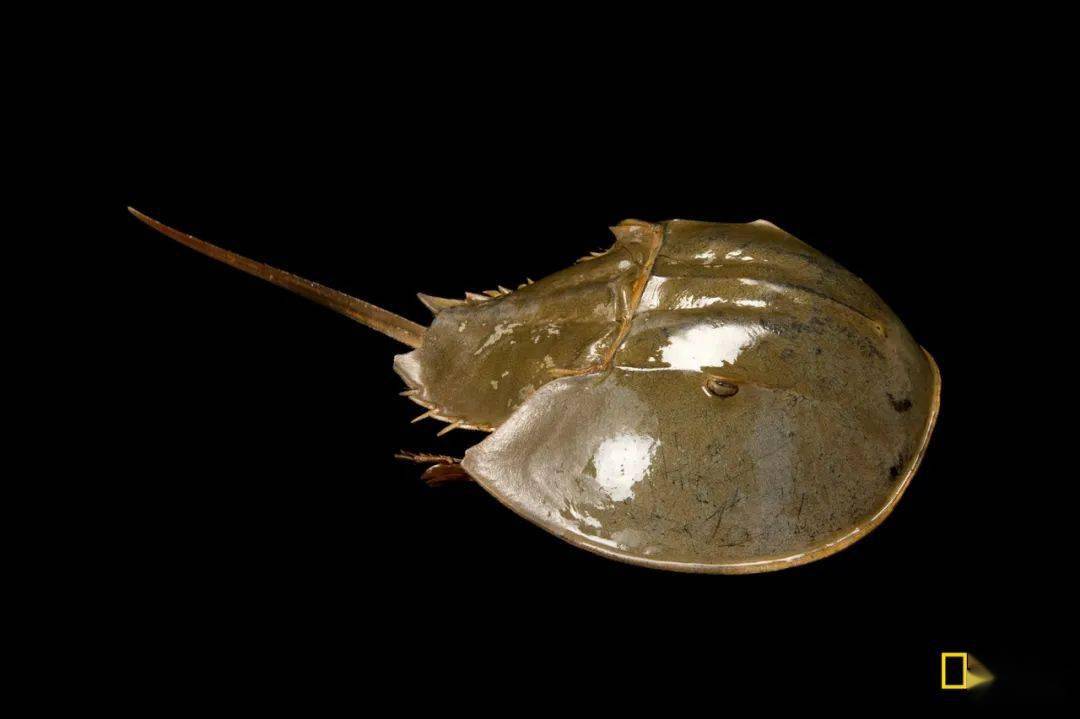 蓝色血液鲎读什么 1f70c0b38c1a433782caaebc8e62464e.jpeg