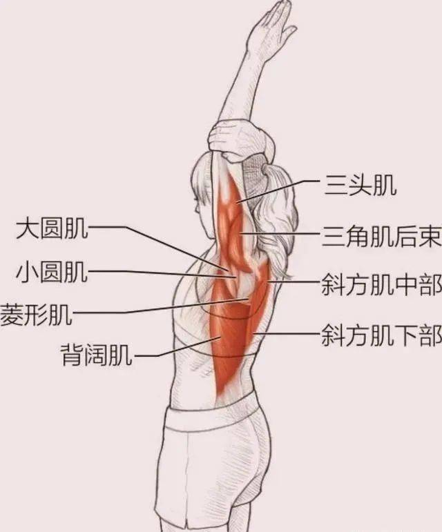 正确的拉伸可以增强身体柔韧性,减少运动风险,减少运动后的肌肉酸胀