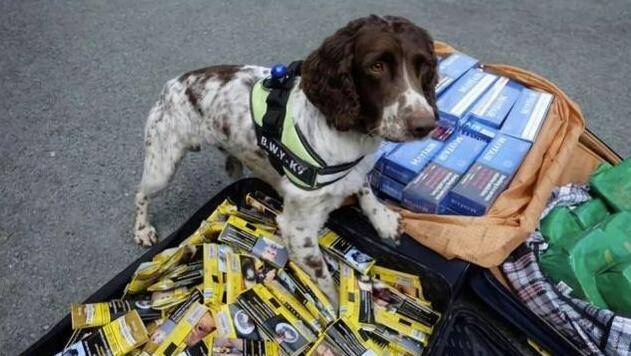 哈奇|斯洛伐克缉毒犬立大功！嗅出价值超20亿美元冰毒