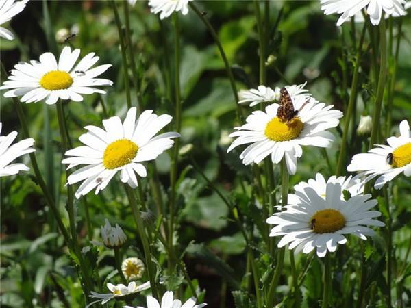 字字|朋友圈最接地气的经典语录，字字千金，富含哲理！