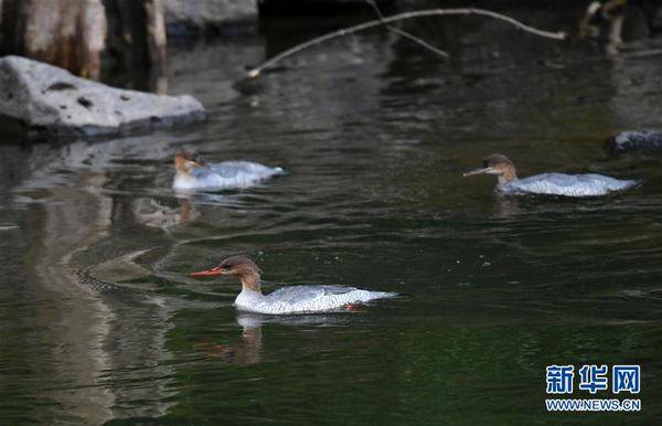 头道|中华秋沙鸭现身长白山保护区