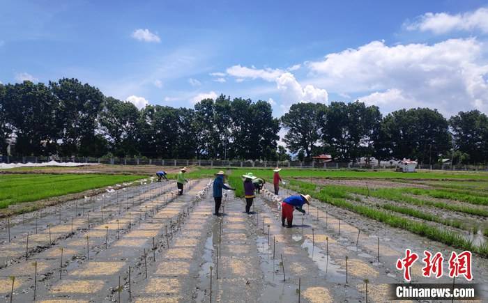项目|中国援菲农技中心三期项目复工九成