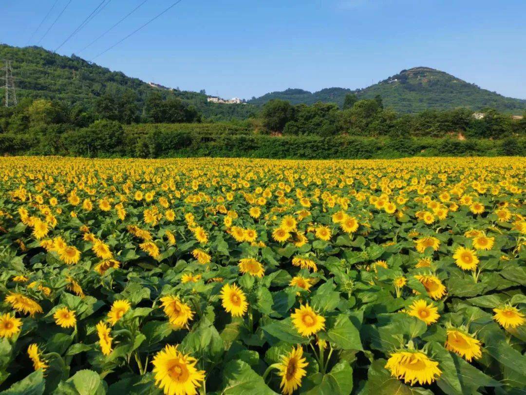 宝鸡市区惊现两片向日葵花海!30分钟直达!免费打卡