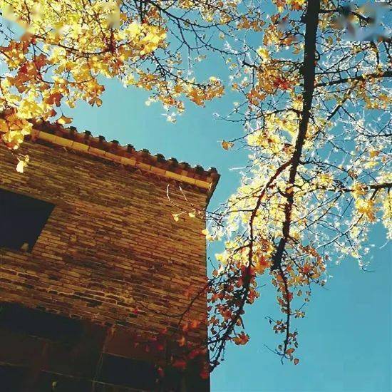 酱紫FM|【酱紫FM】一片叶子，就是一段情缘