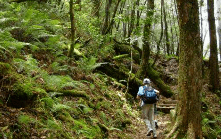 夏令营独立森林探险家攀树探险飞跃丛林解剖植物浑水摸鱼弯弓射箭水球