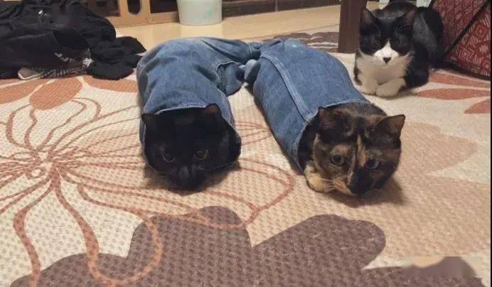 这里有只新品种,牛仔猫,你见过没,还两只