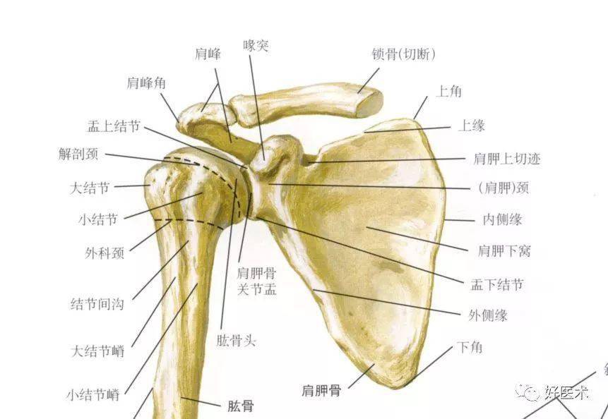 【收藏】最全肩关节解剖及查体方法汇总_韧带