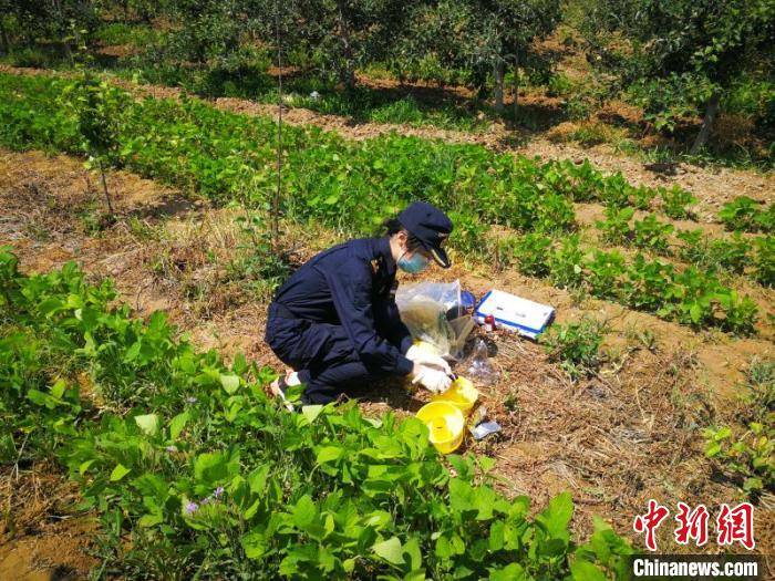海关|甘肃上半年高原夏菜出口额增长3.2倍