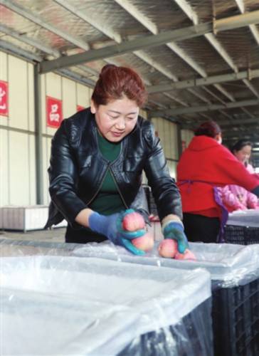 苹果|“抱团发展”，苹果越种越甜（图）