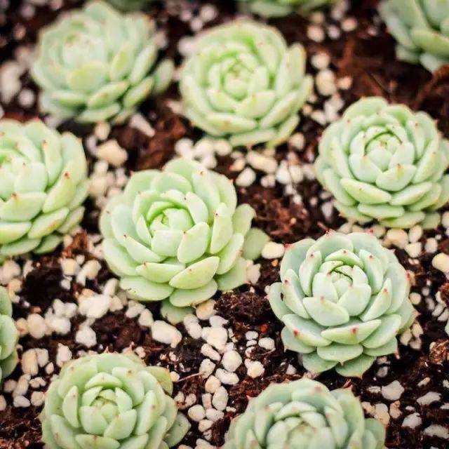 多肉如何度夏 60ffb87c94d44974ba46b40268e9fe58.jpeg