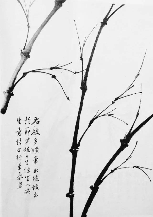竹子简谱画_竹子画(3)