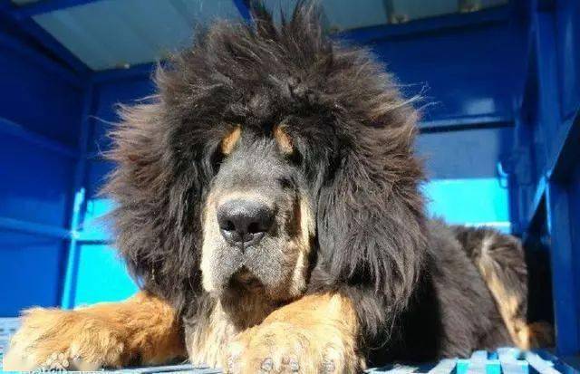 赤古藏獒：比熊猫还金贵的中国最贵藏獒，超帅气