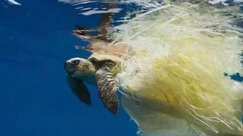 海洋垃圾致使海龟因缠绕 而无法进食或窒息死亡