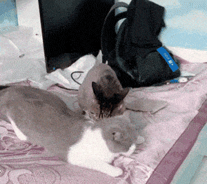 小猫舔毛舔到一半开始思考喵生,舌头都忘了缩回去!