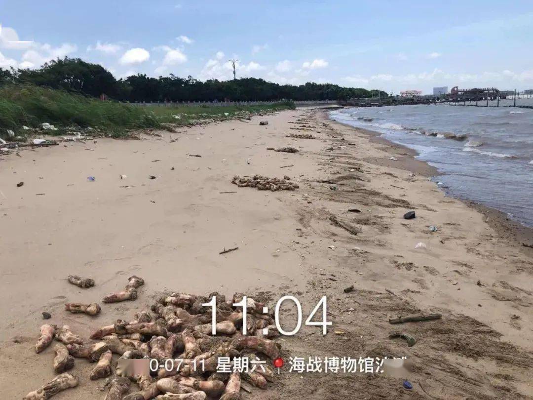 部门|一夜间，沙滩上惊现超20吨猪蹄！现场视频曝光