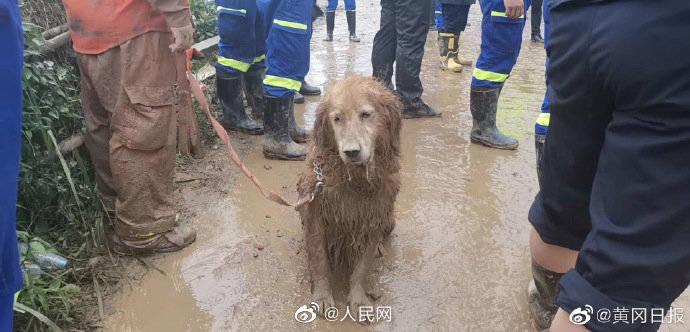 袁山村|好想抱抱它!为什么说搜救犬也是战士