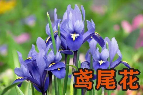 牙齿|古代洁牙工具大揭秘