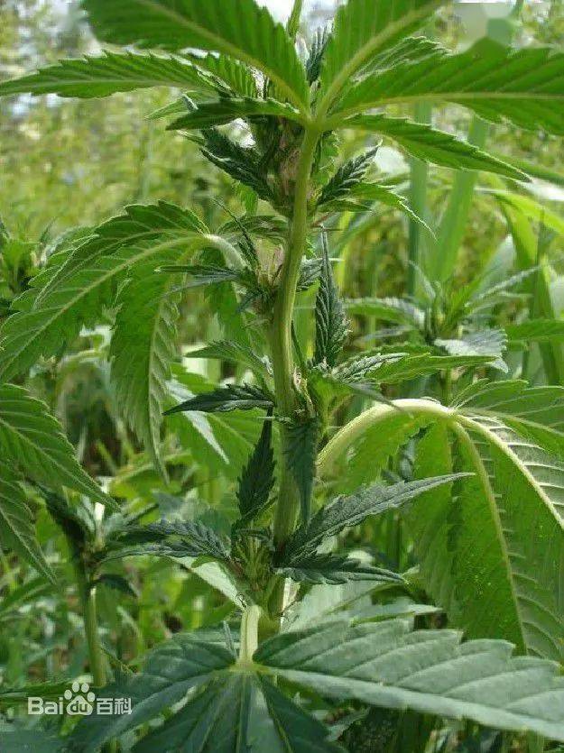 昌平发现野生大麻，看到它请立即报警！
