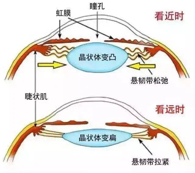 【医学探秘】原来眼睛看远近是这样调节的.