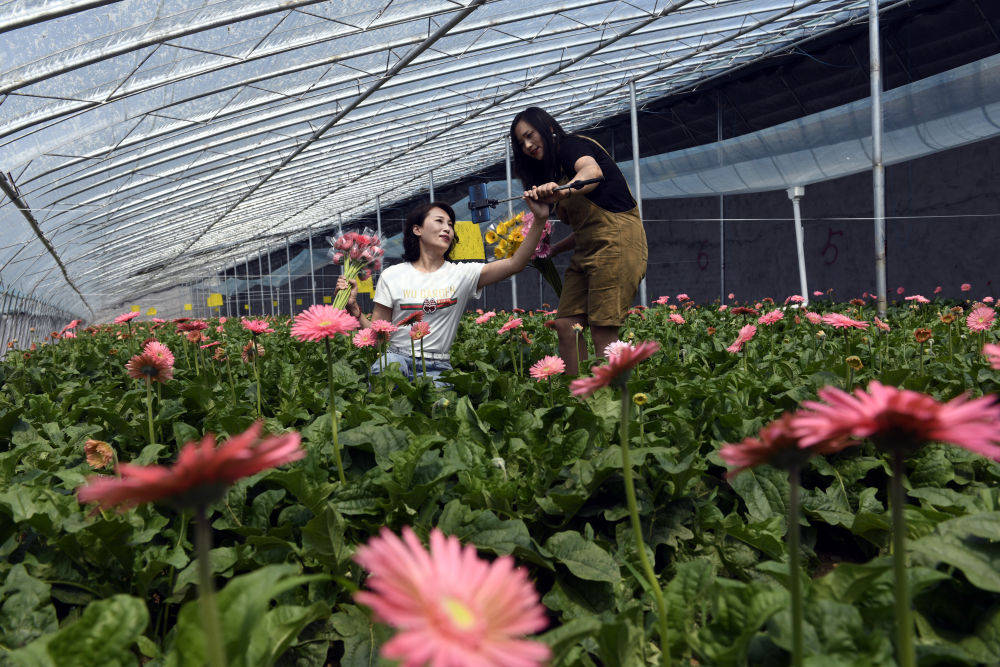 花卉|“鲜花书记”——钟翠娟