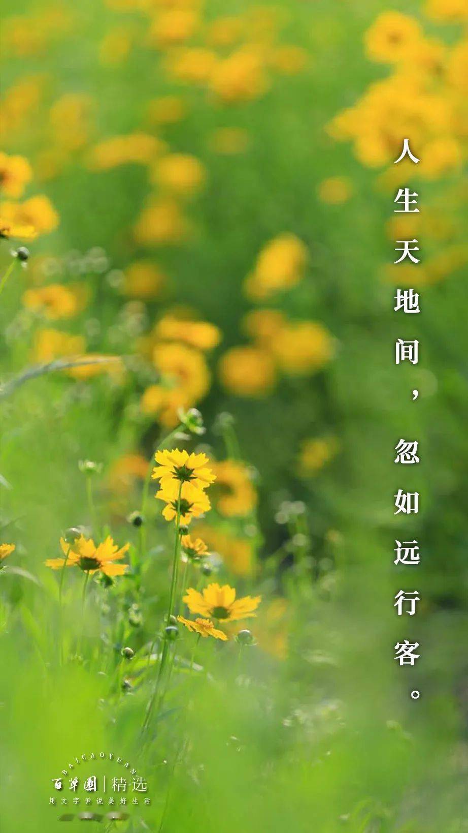 74点击图片78长按78保存下载高清壁纸人生天地间,忽如远行客.