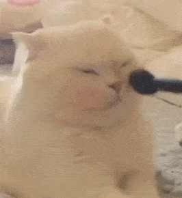 女生|女生真的越“茶”越受欢迎吗？