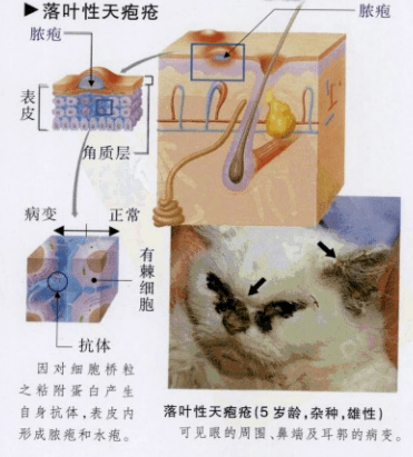「喵呜知识」了解猫咪三类皮肤病,发病原因与治疗.