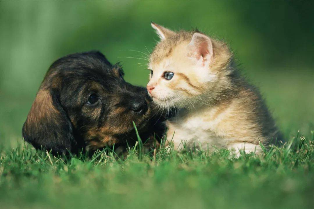 cat and dog life不是「猫和狗的生活,而是