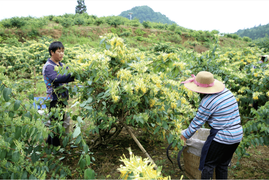 绥阳县是中国金银花之乡,国家金银花种植综合标准