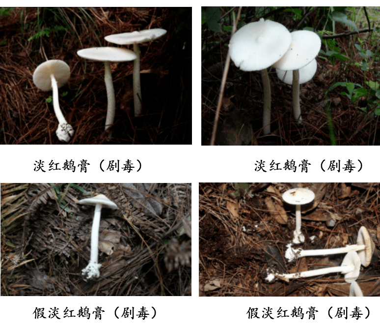 中毒死亡的常见毒蘑菇类型 1,淡红鹅膏和假淡红鹅膏 剧 !!
