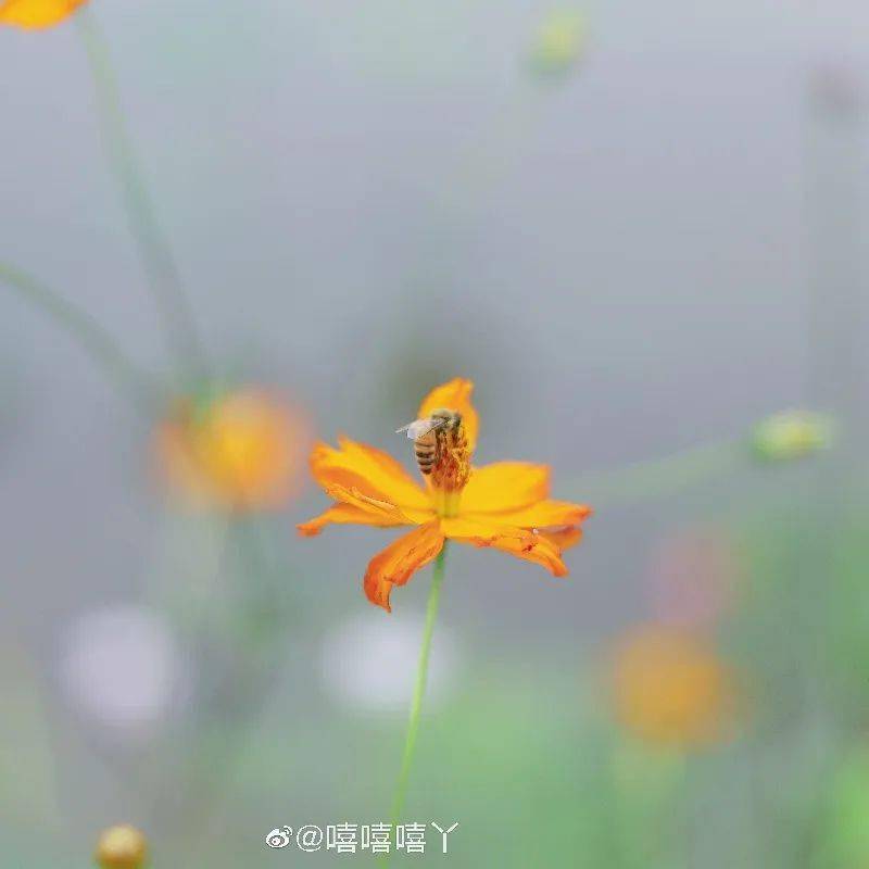 夹道欢迎你的是路边成片的野花和飞舞的小蜜蜂.