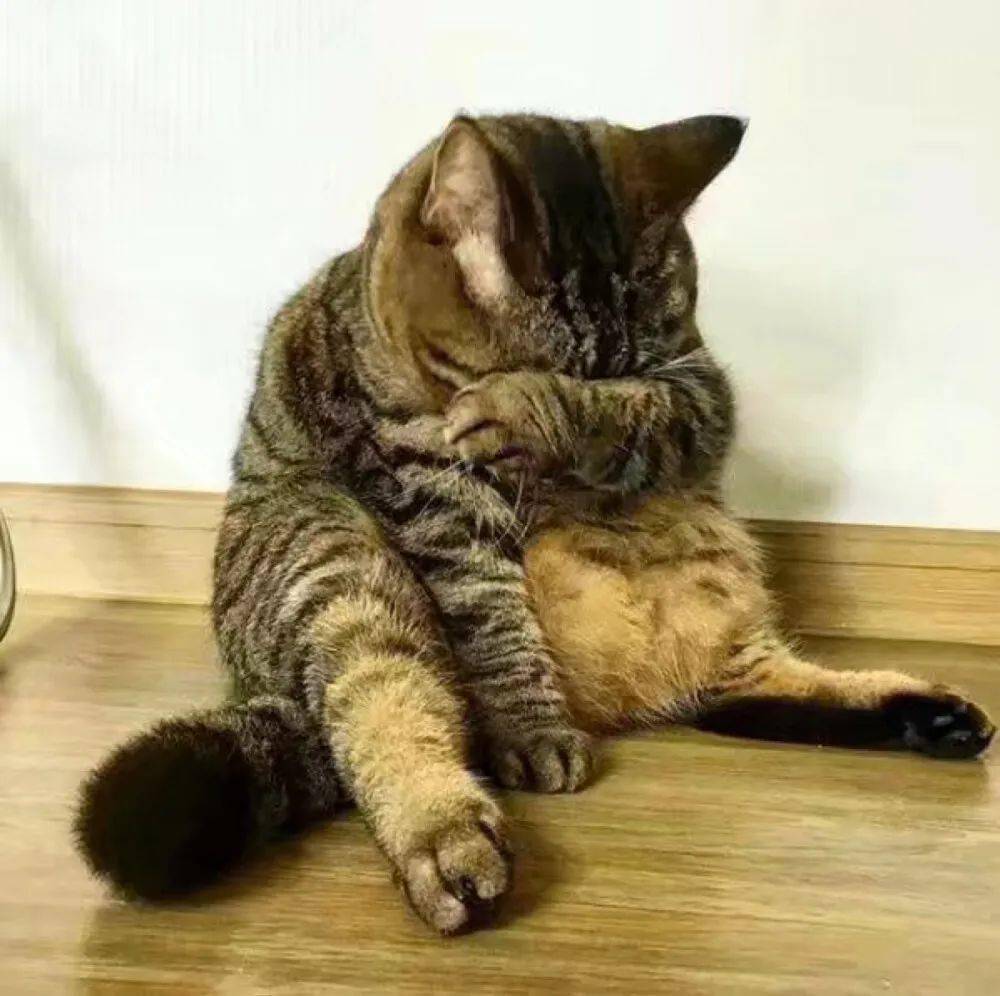 爱情太让猫痛苦了 今夜也是个不眠夜 不哭不哭 分手就分手 下一个更乖