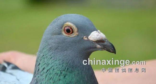 a5814997e2534c10a274b7f90342c56c.jpeg