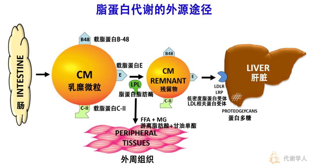 wolska a, et al, 2017, atherosclerosiscm(乳糜微粒)给外周组织"