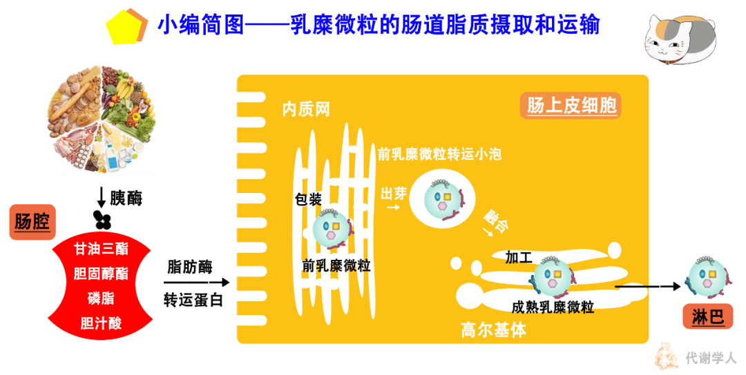 吃进去的脂肪都去哪儿了?_磷脂