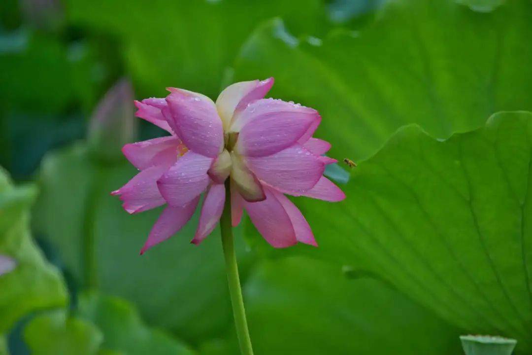 并蒂莲花开,好运自然来!