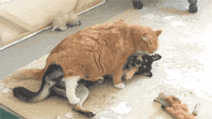 壁纸 动物 狗 狗狗 300_169 gif 动态图 动图