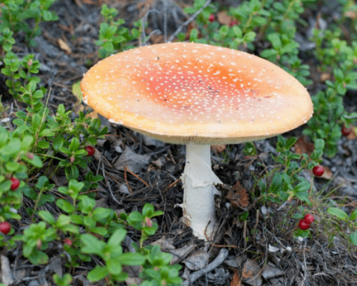 环江市场监管提醒:警惕野生毒蘑菇,谨防误食中毒!