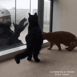 5年来他和猫却只能隔着窗户互动,5年后它要走,终于见面了!_玻璃