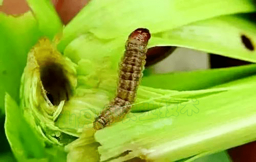 【技术要点】7月玉米钻心虫危害来袭!如何防治才能达到好的效果?