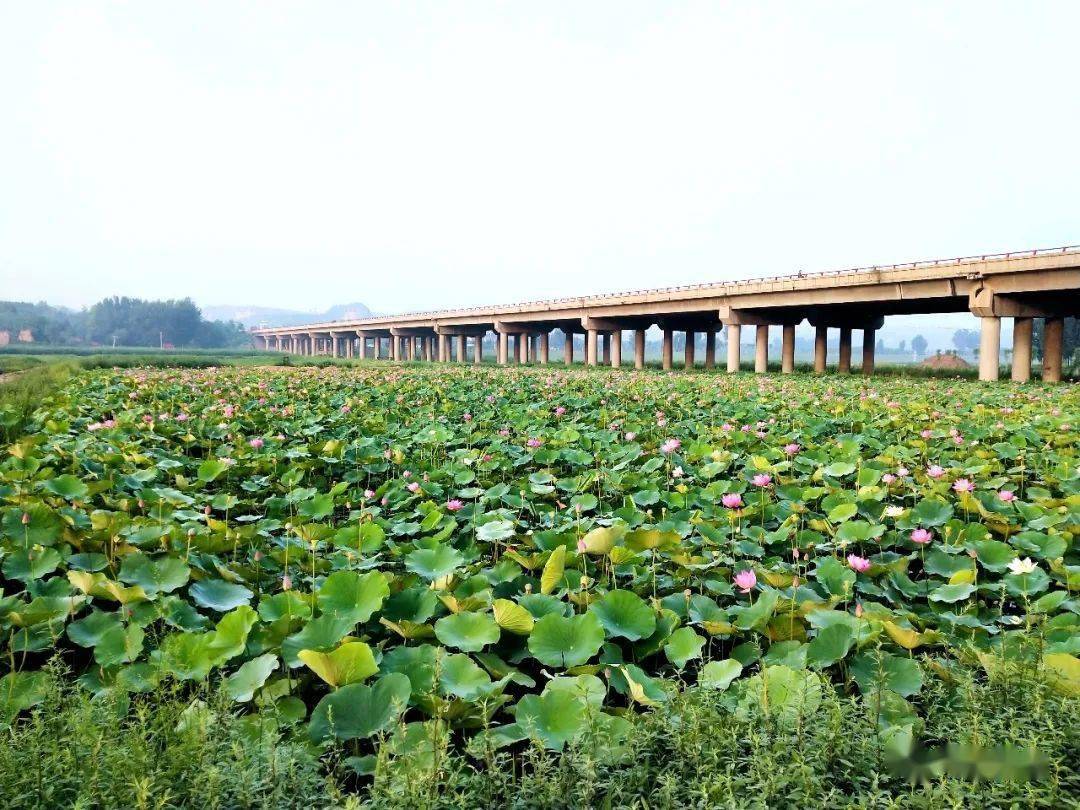 稷山汾河湿地公园百亩荷塘健走