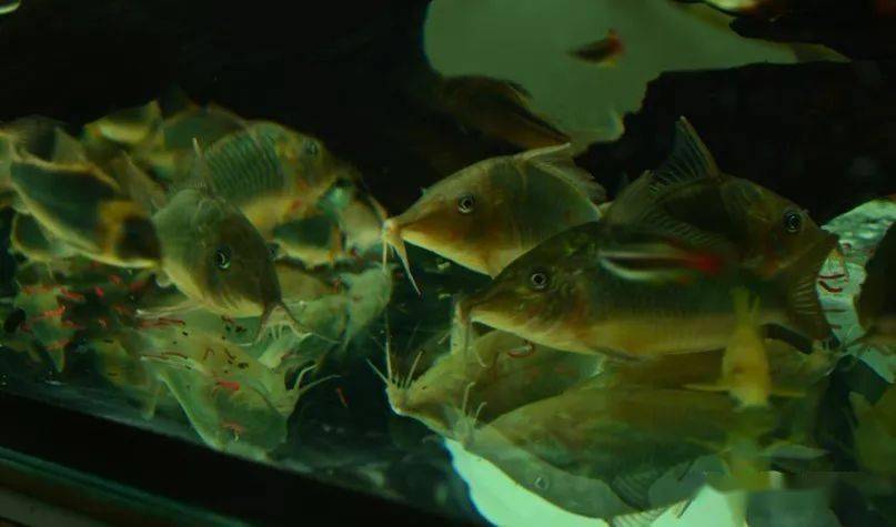 鱼多少天才能长大 954aa8cf9ee94729965b4903355b4d51.jpeg