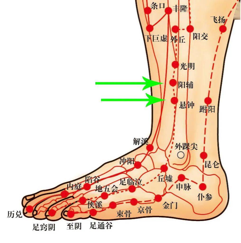 三里二穴,在膝下三寸胻外廉两筋间,取足举之,足阳明脉所入合也,可灸