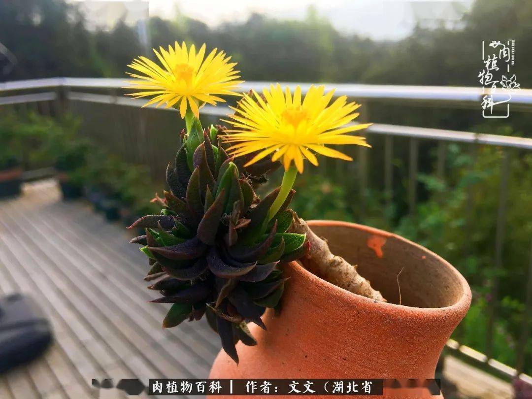 黄花照波,给大颗上盆弄断的一个小枝,没有丢掉,没有放弃,把它种了起来