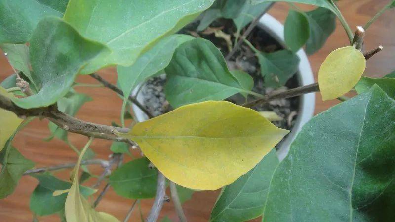 角质|能搓出“脏东西”的它3秒卖出一瓶！去角质、黑头、收毛孔，给你肌肤来次“大扫除”!